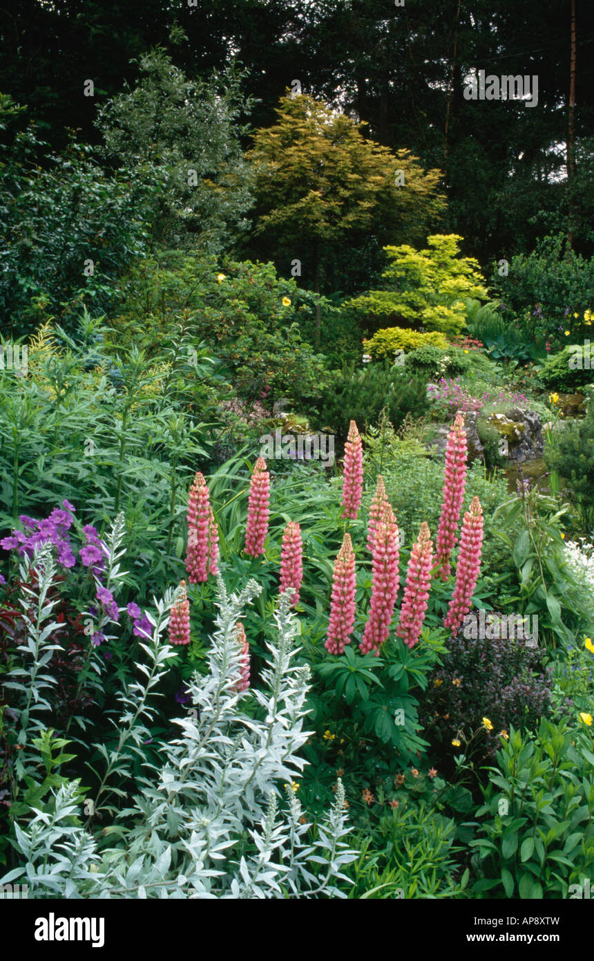 Artemisia Ludoviciana and pink lupins in front of shrubs in summer garden border Stock Photo