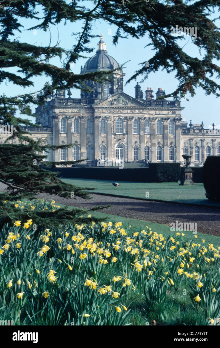 Yellow daffodils in the grounds of Castle Howard in Yorkshire with the
