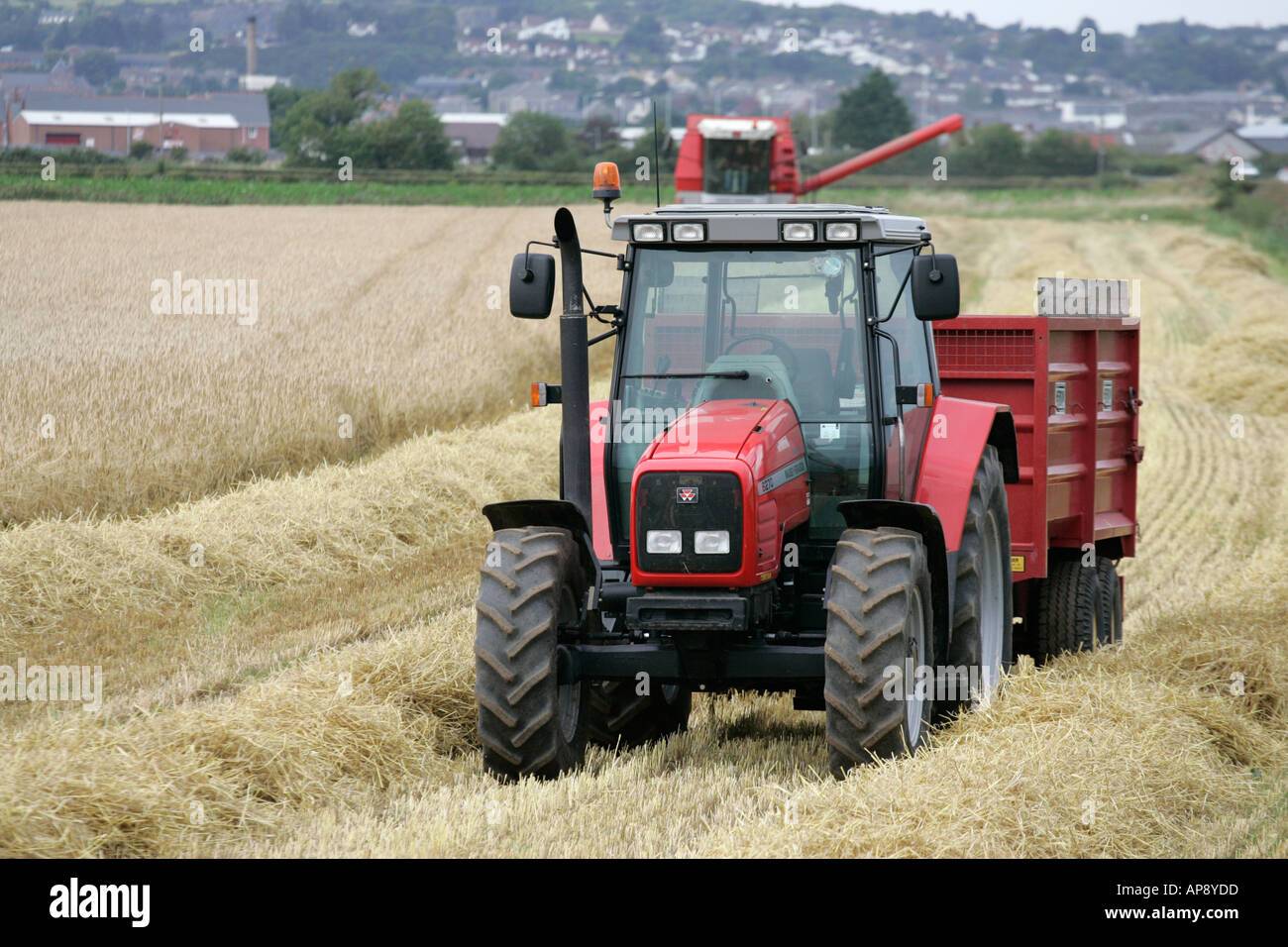 Massey Ferguson red tractor and trailer in wheat field on a small local