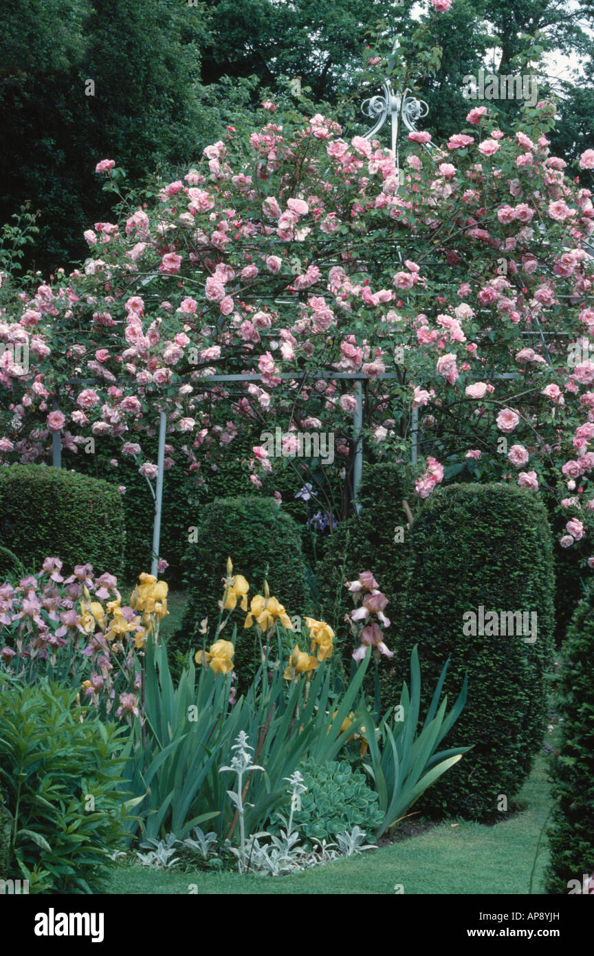Pink climbing rosa Albertine on metal gazebo underplanted with yellow and blue irises in summer garden Stock Photo