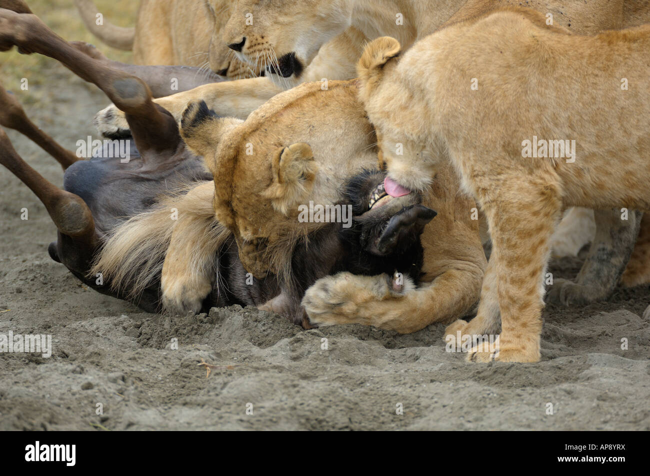 Mortal kiss,a lioness kills a wildebeest, Ngorongoro Crater, Tanzania Stock Photo