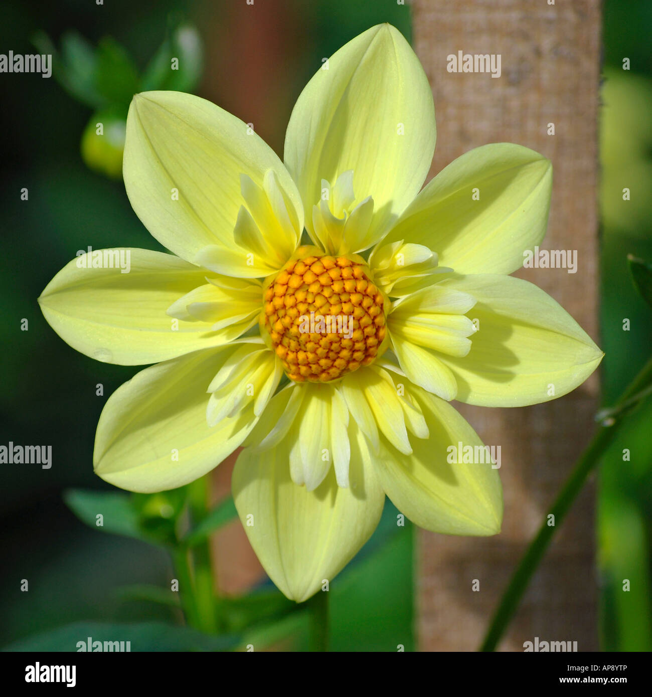 Collerette Dahlia ‘Claire de Lune’ Stock Photo - Alamy