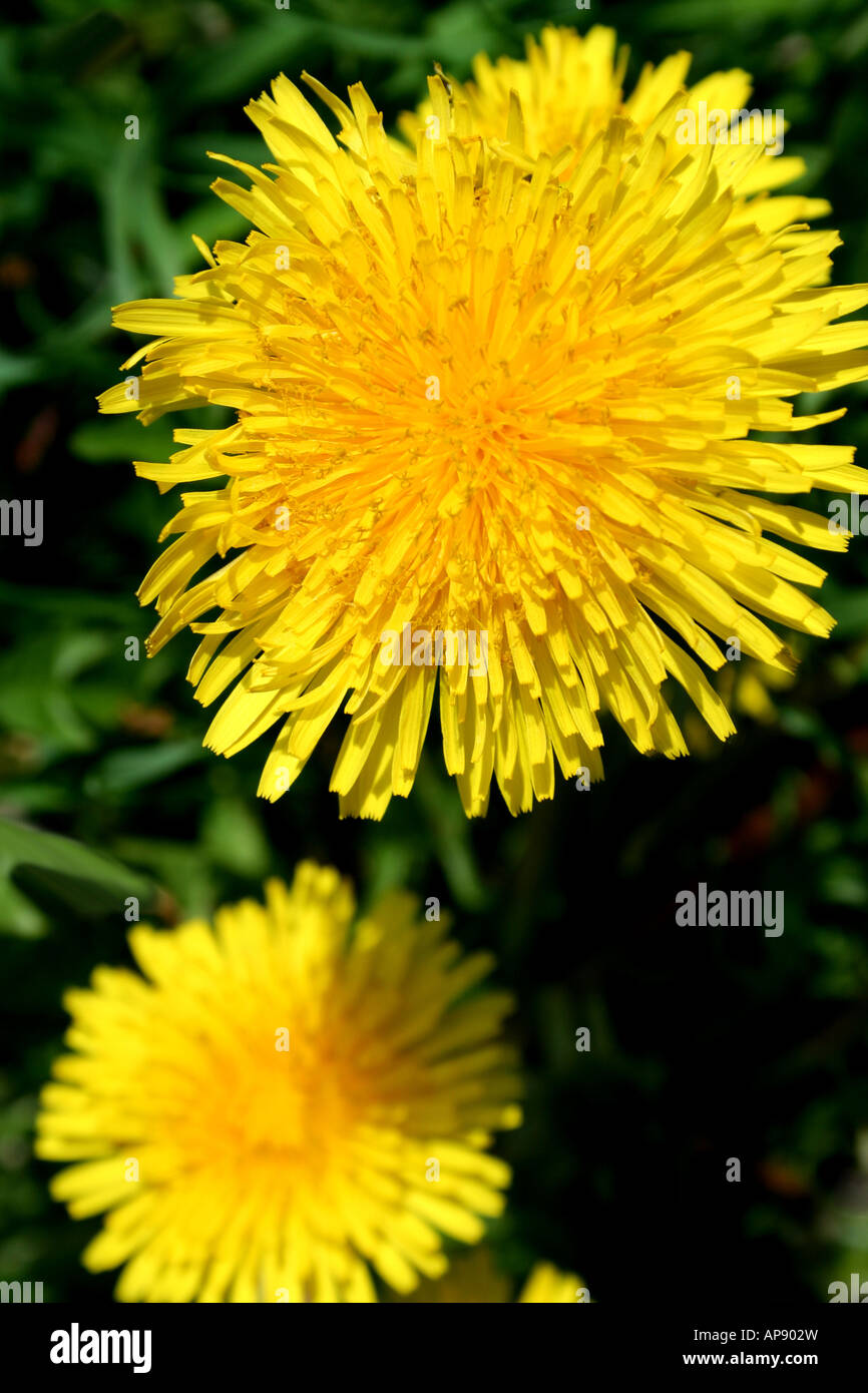 Dandelion flower weed Stock Photo Alamy