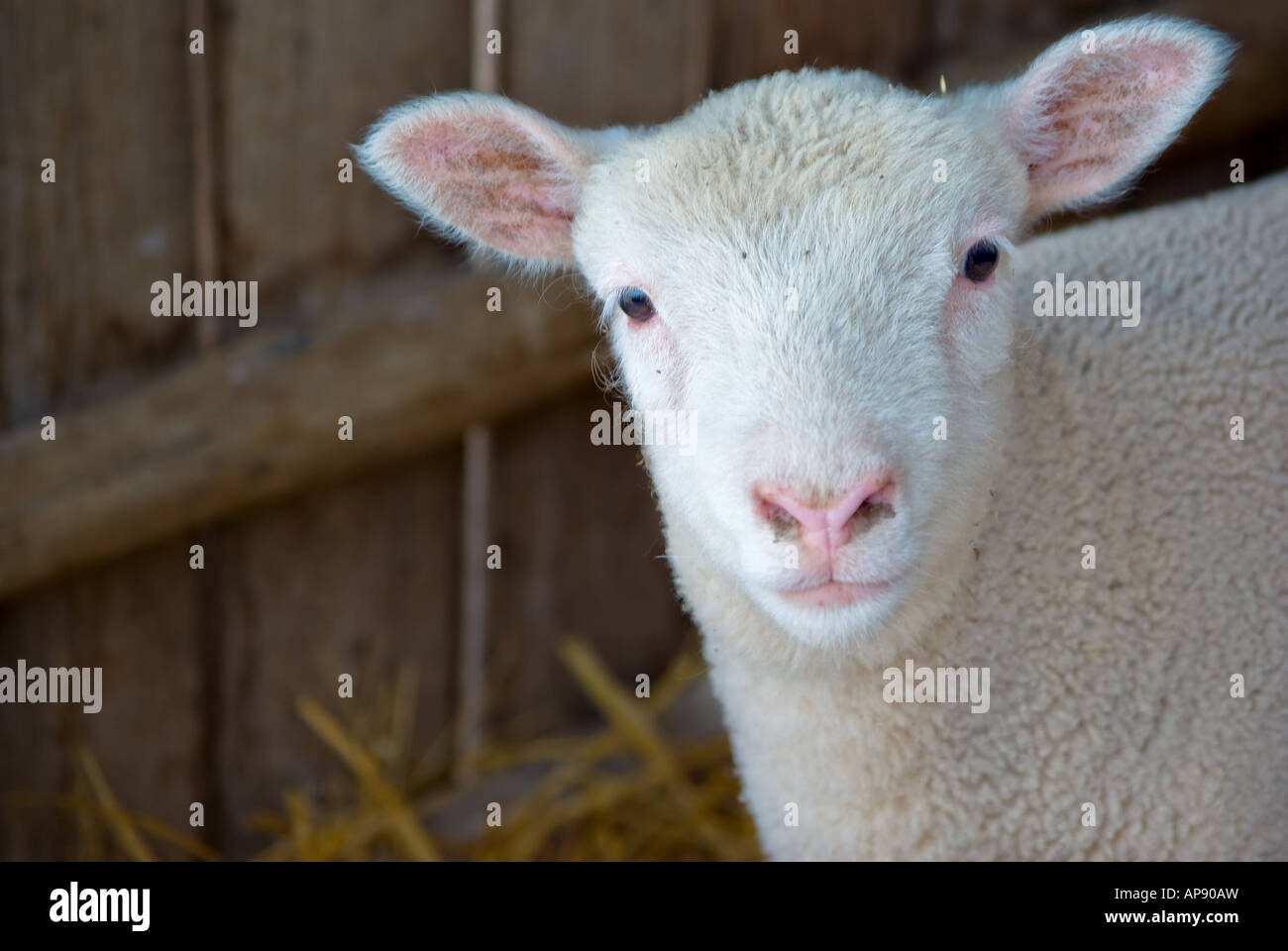 a very cute little baby lamb looks at the camera Stock Photo Alamy