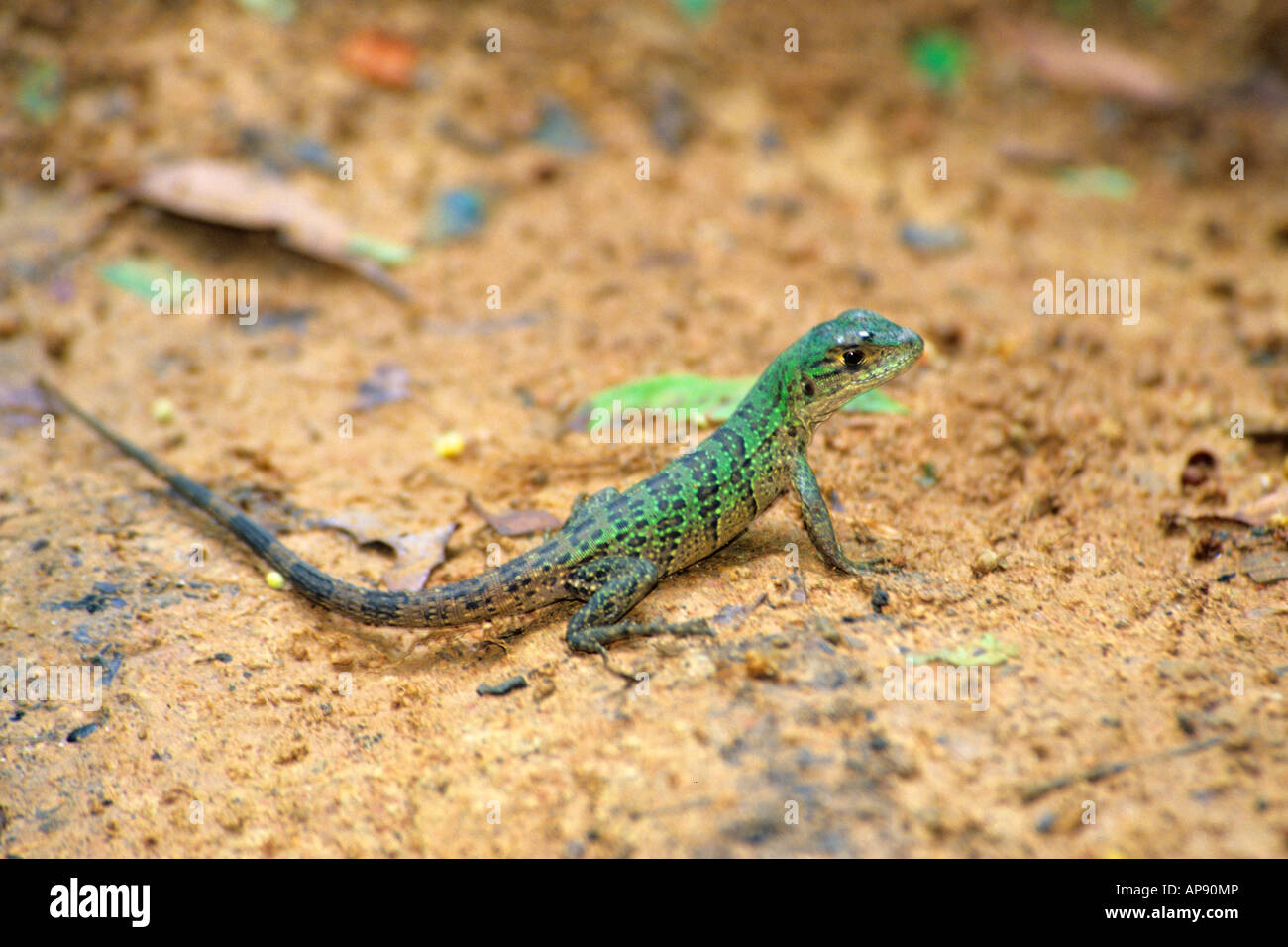 Green Spiny Lizard (Sceloporus malachiticus), Manuel Antonio National ...