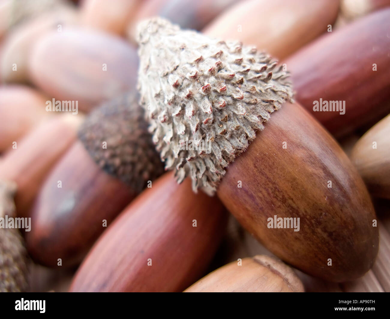 acorns pile Stock Photo