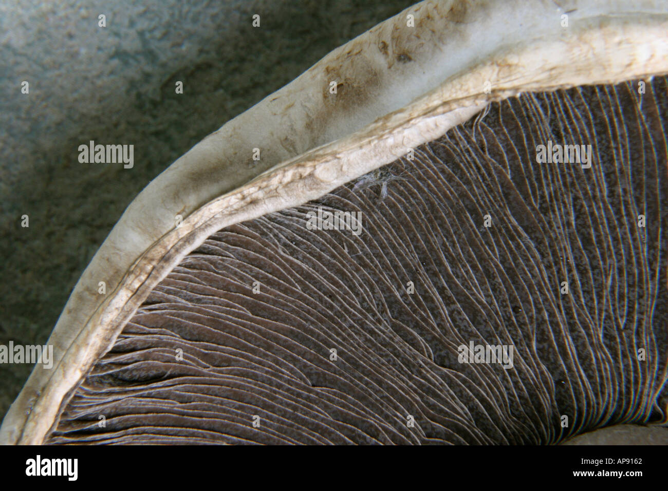 The underside of a large mushroom showing the gills Stock Photo