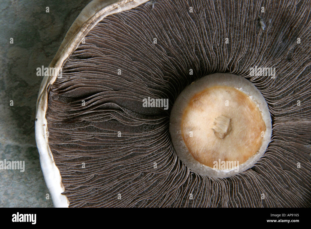 The underside of a large mushroom showing the gills Stock Photo Alamy