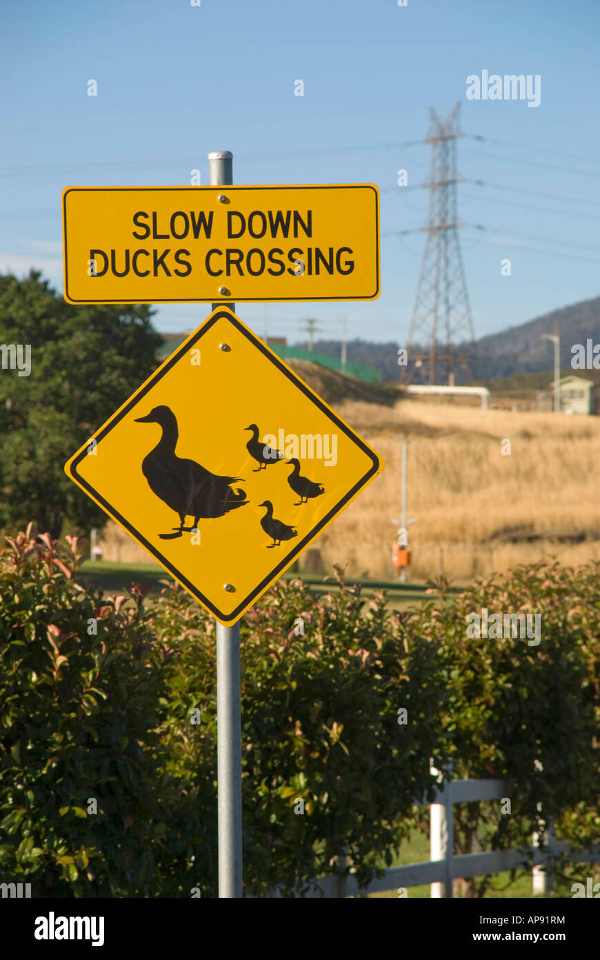 Road sign 'Ducks Crossing' Stock Photo