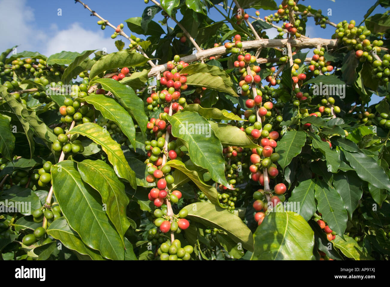 Maturing Kona Coffee beans on branch. Stock Photo