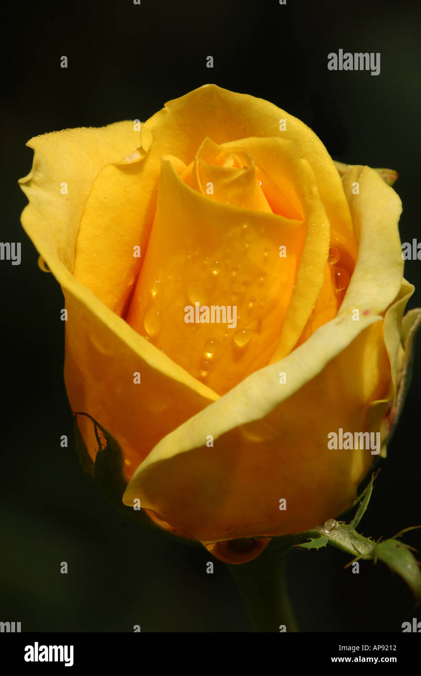 Portrait yellow rose hi-res stock photography and images - Alamy