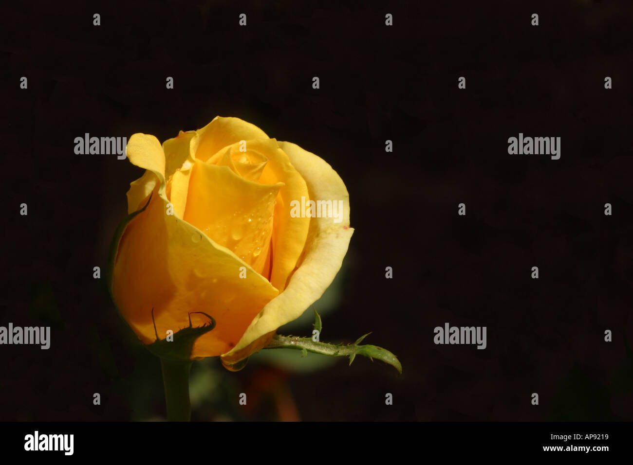Yellow rose with dark background Stock Photo - Alamy
