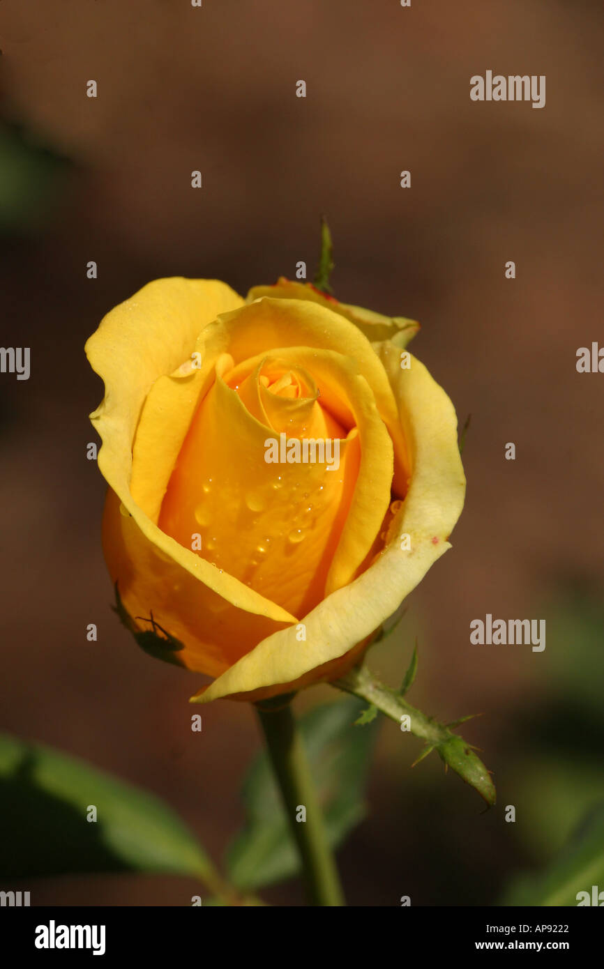 Portrait yellow rose hi-res stock photography and images - Alamy