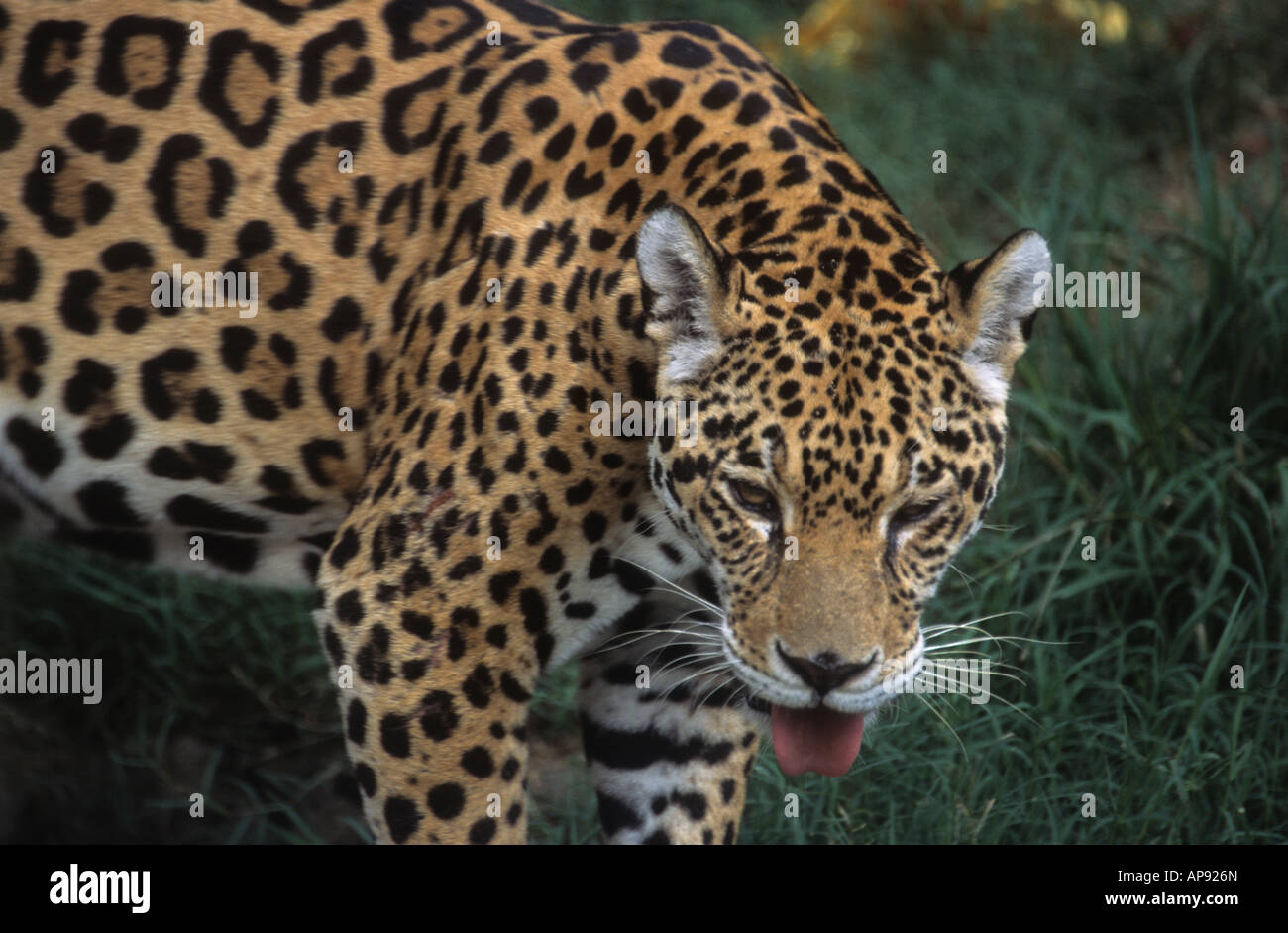 Jaguar ( Panthera onca ) , Bolivia (captive specimen) Stock Photo