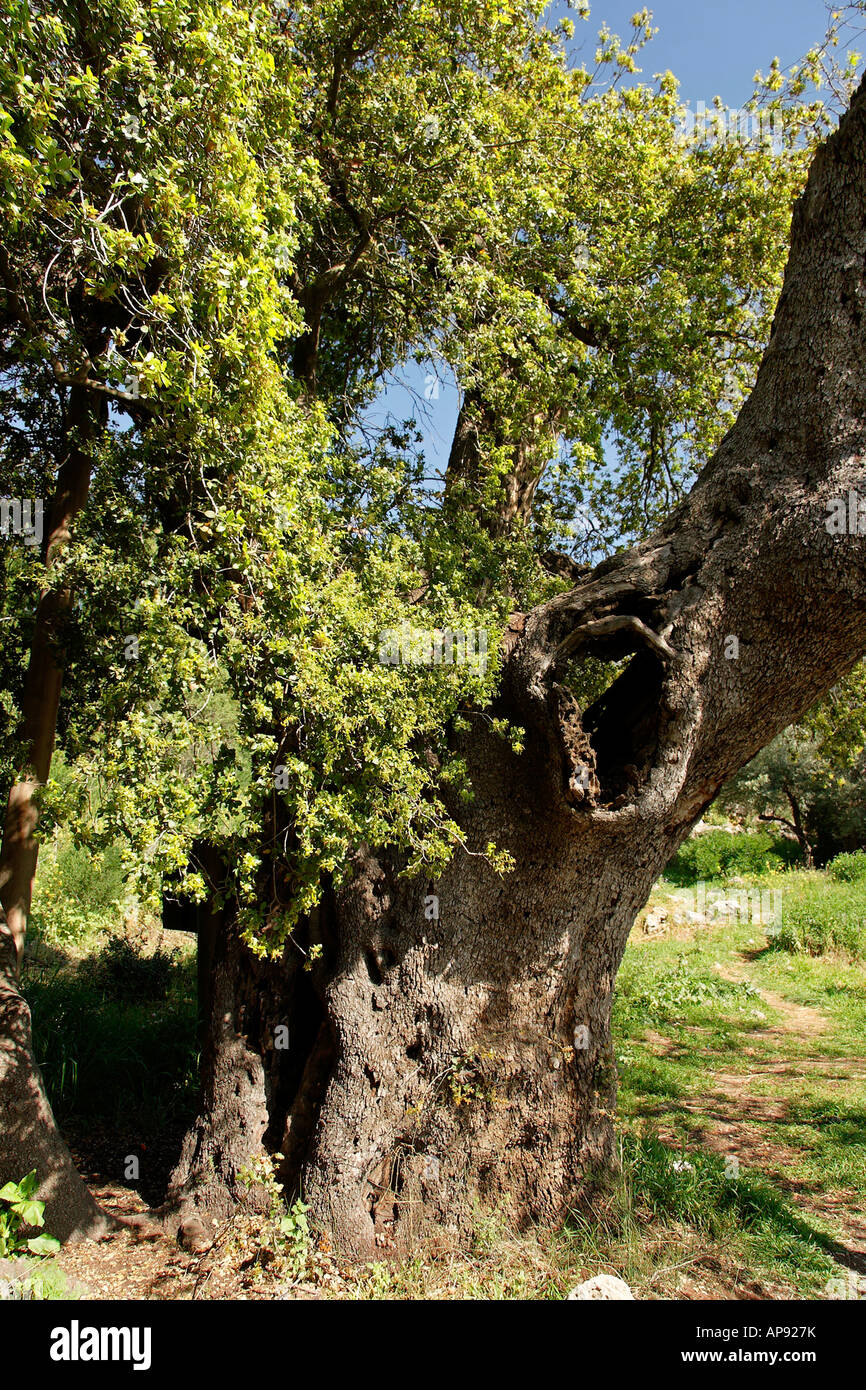 Israel tree oak hi-res stock photography and images - Alamy