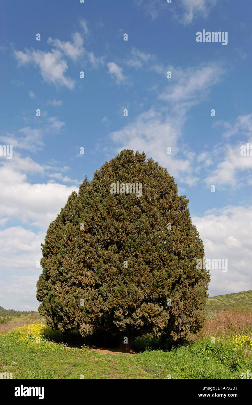 Israel Cypress tree Cupressus Sempervirens in Menashe Heights Stock Photo