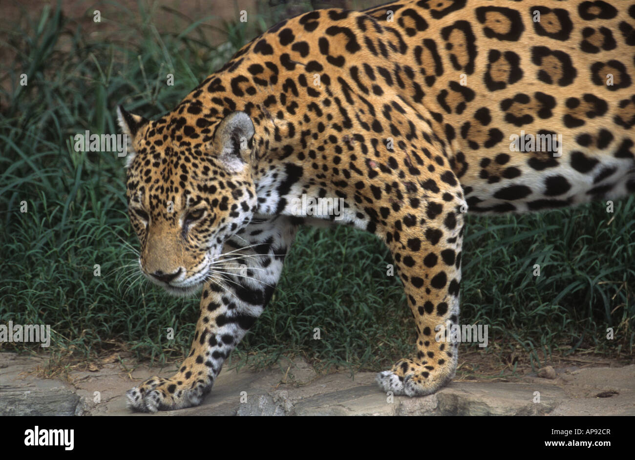 Jaguar ( Panthera onca ) , Bolivia (captive specimen) Stock Photo