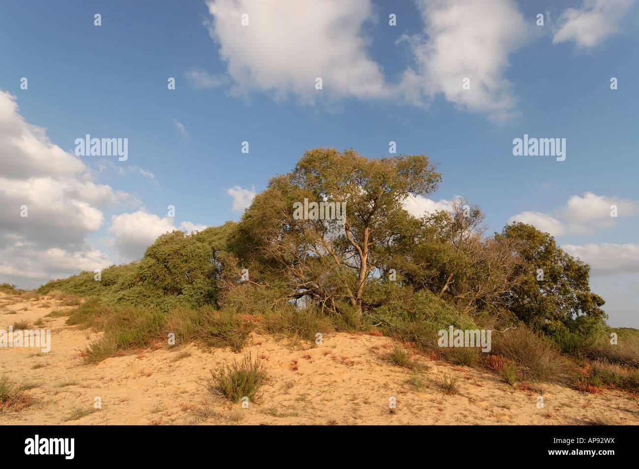 Israel Coastal Plain Euphrate Poplar trees Populus Euphratica in Nitzanim Stock Photo