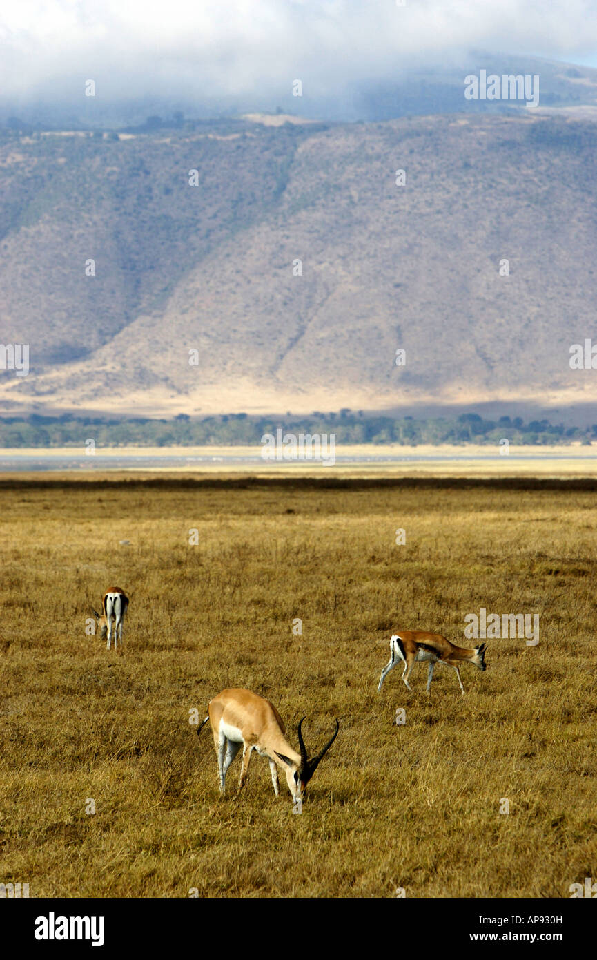 African Thomsons Gazelle Stock Photo - Alamy