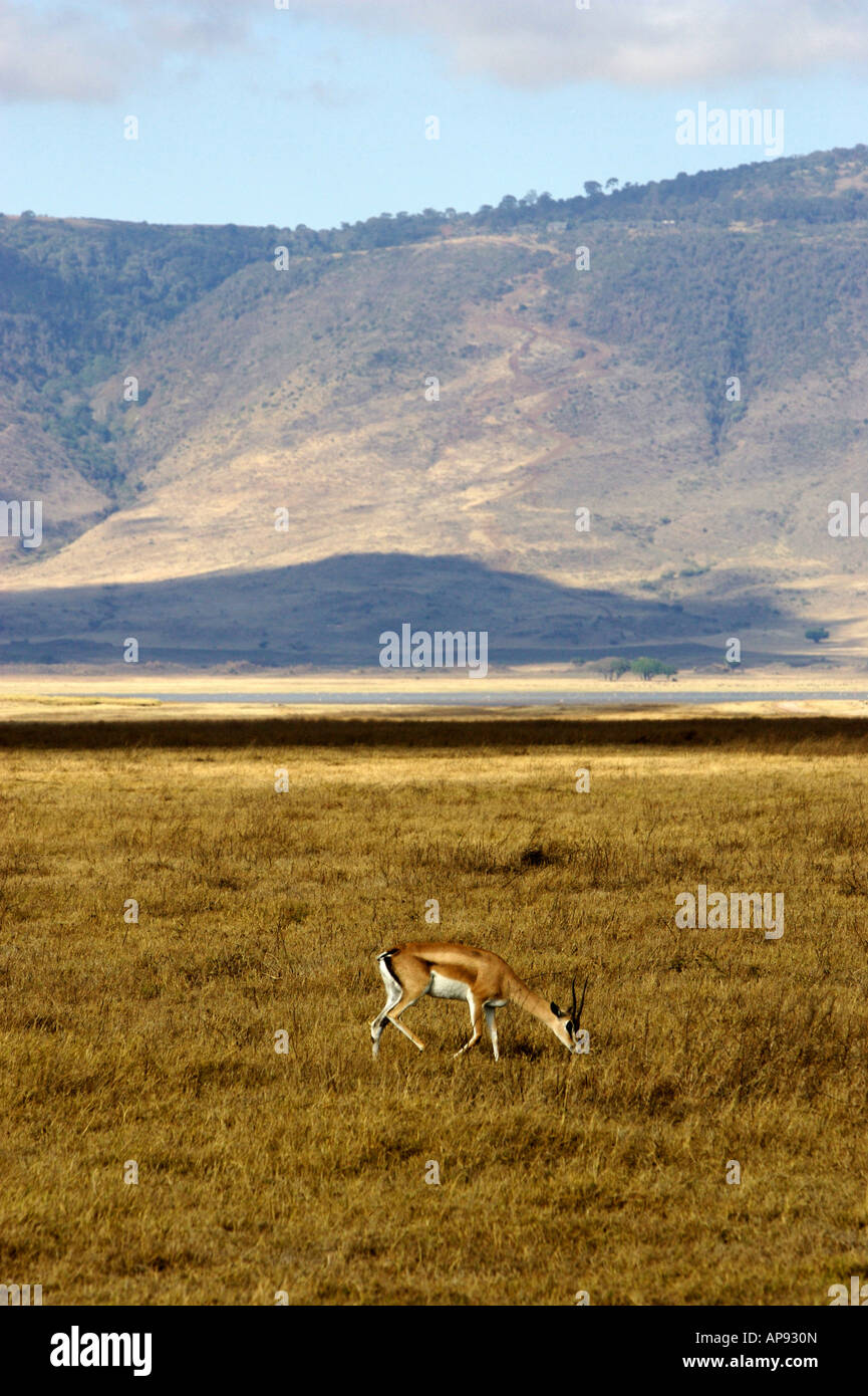 African Thomsons Gazelle Stock Photo - Alamy