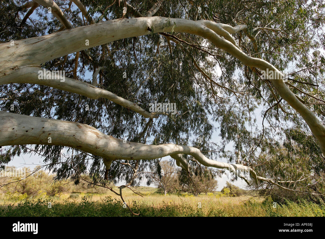 Israel Coastal Plain Eucalyptus tree in Wadi Hatzav Stock Photo