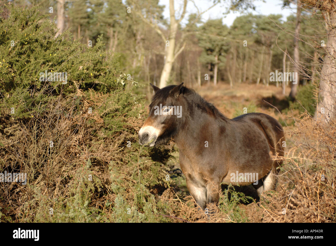 Exmoor Pony browsing on Burnham Beeches National Nature Reserve near Slough buckingham England Stock Photo