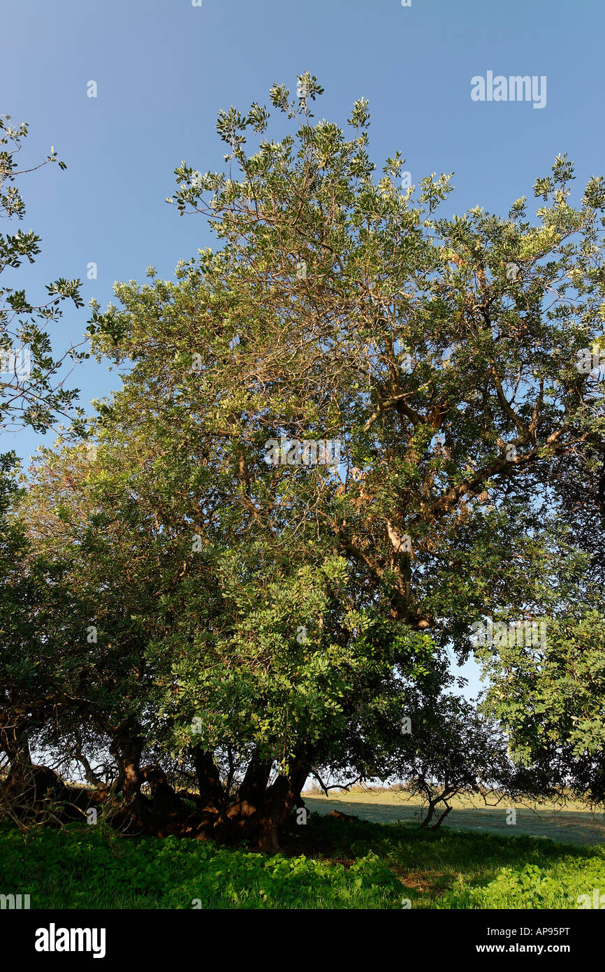 Israel Carob trees in Sharon Park Stock Photo Alamy