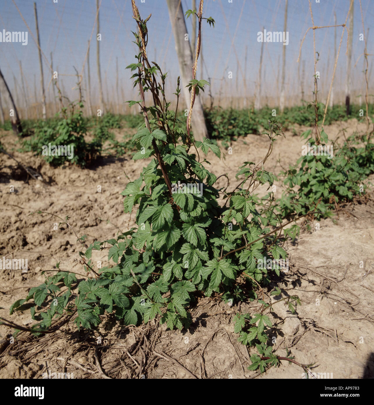 View of young hop plants beginning to climb strings in hop field in Kent England Stock Photo