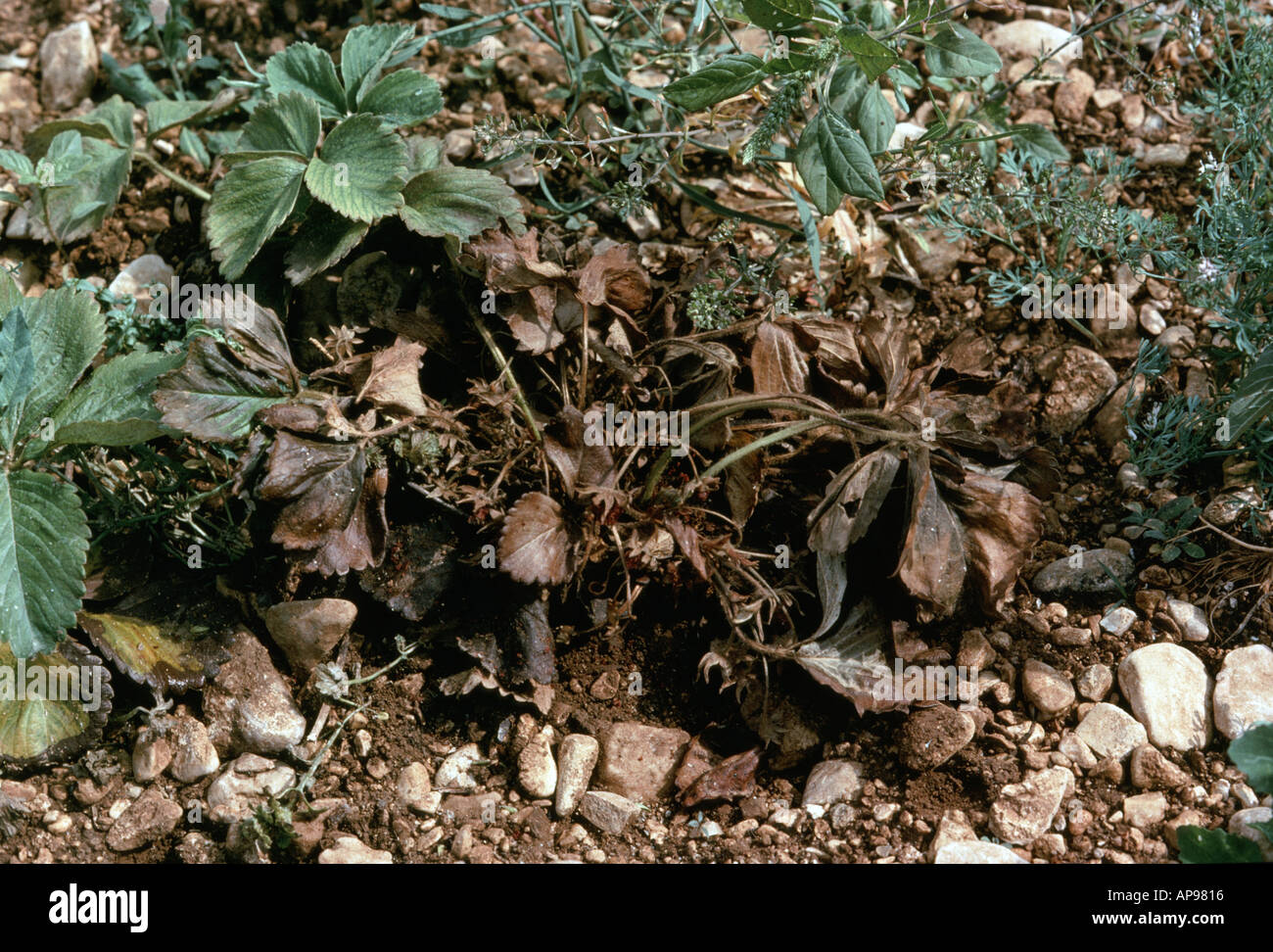 Strawberry crown rot (Phytophthora cactorum) strawberry plants killed by disease Stock Photo