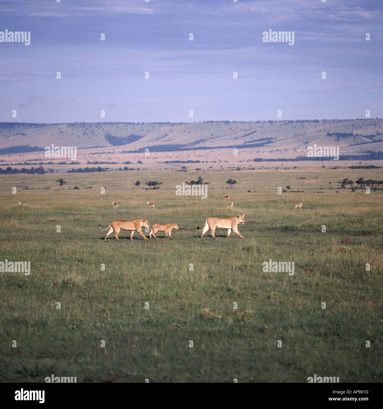 Long shot of lions crossing game reserve at Masai Mara Kenya Savannah type vegetation with grass and few trees Stock Photo