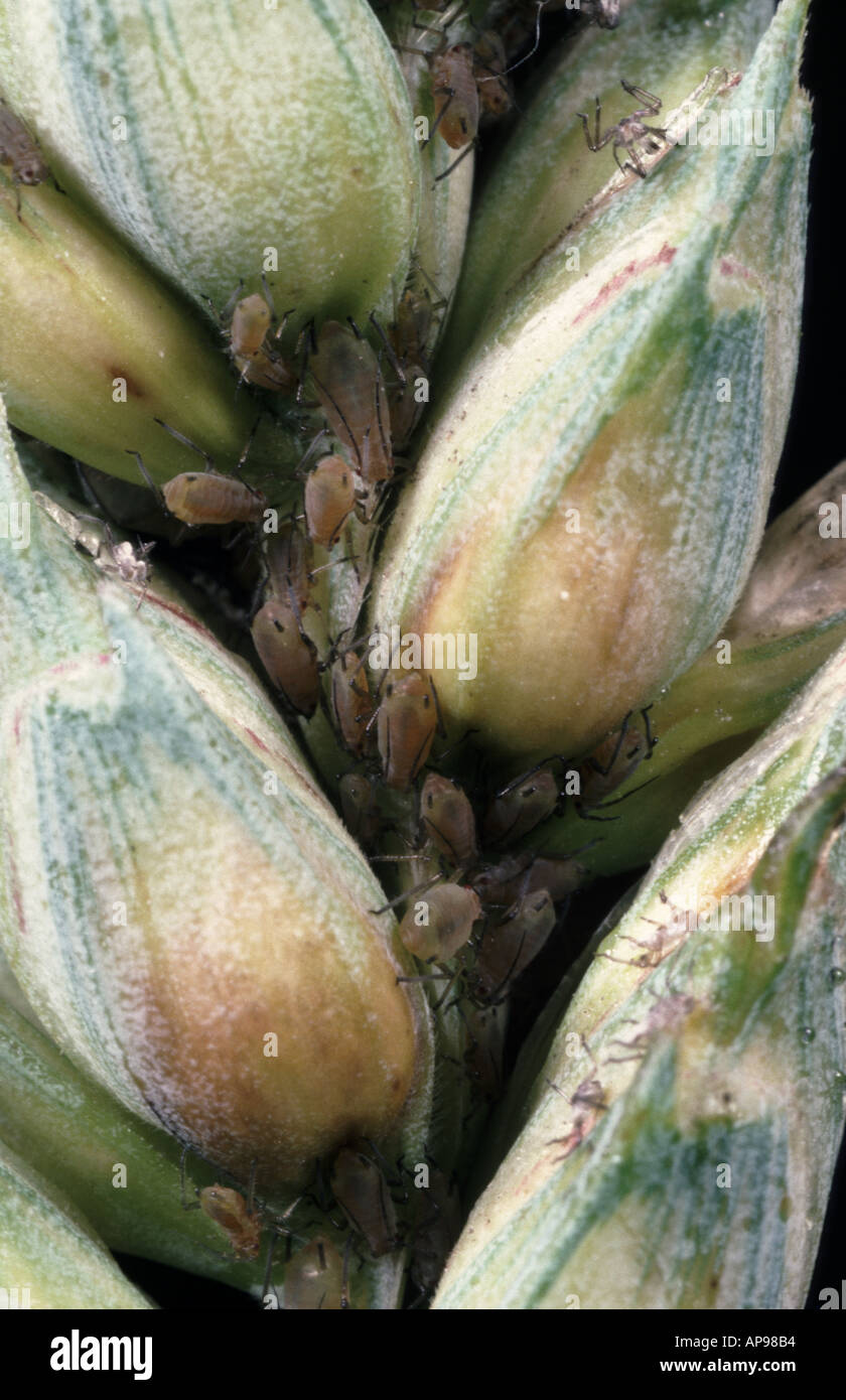 Grain aphid Sitobion avenae in unripe Wheat ear Stock Photo