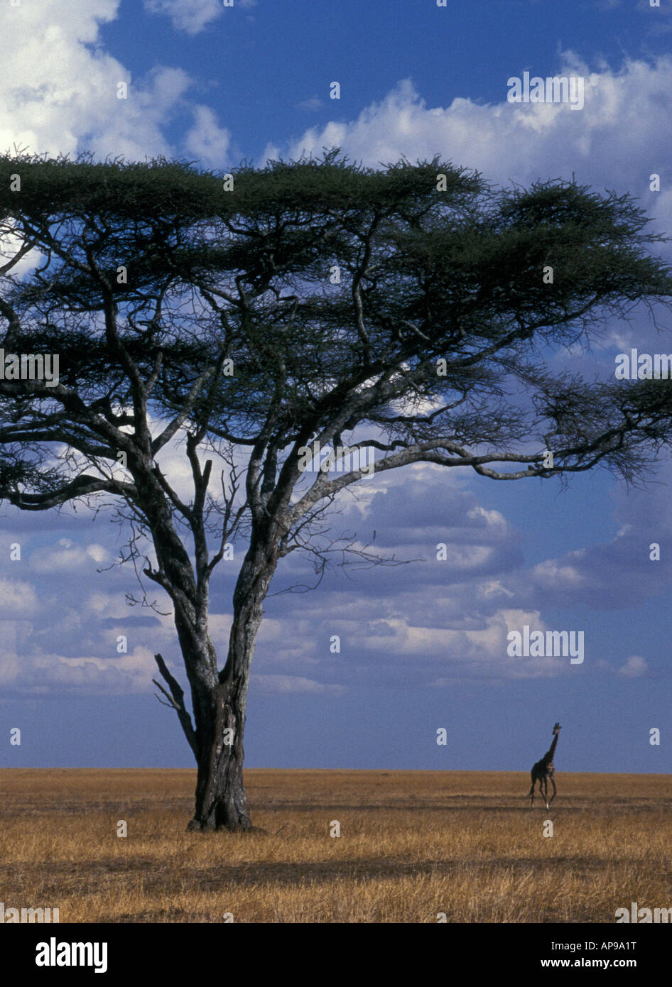 AN UMBRELLA OR FLAT TOPPED ACACIA TREE WITH A DISTANT GIRAFFE ON THE OPEN GRASS PLAINS OF THE SERENGETI NATIONAL PARK TANZANIA Stock Photo