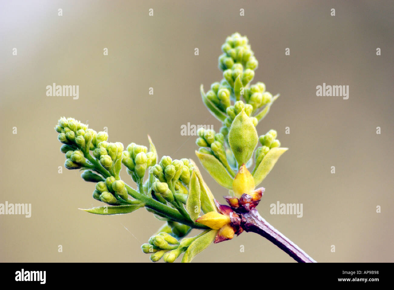 bud burgeon Stock Photo