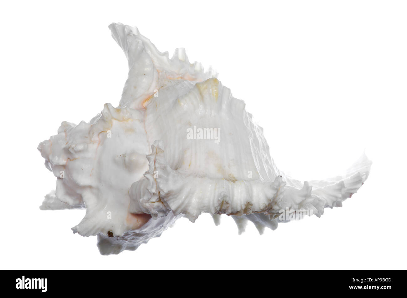 White elephant mulli sea shell Stock Photo