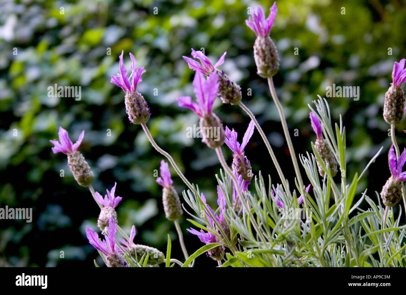 lavendar bush Stock Photo