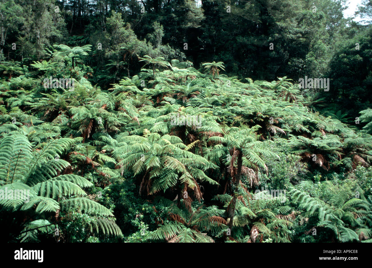 Fern forest King Country North Island New Zealand Stock Photo