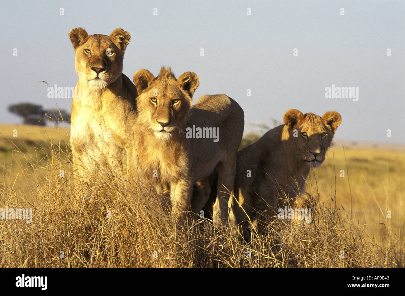 Lioness and two male lions Stock Photo