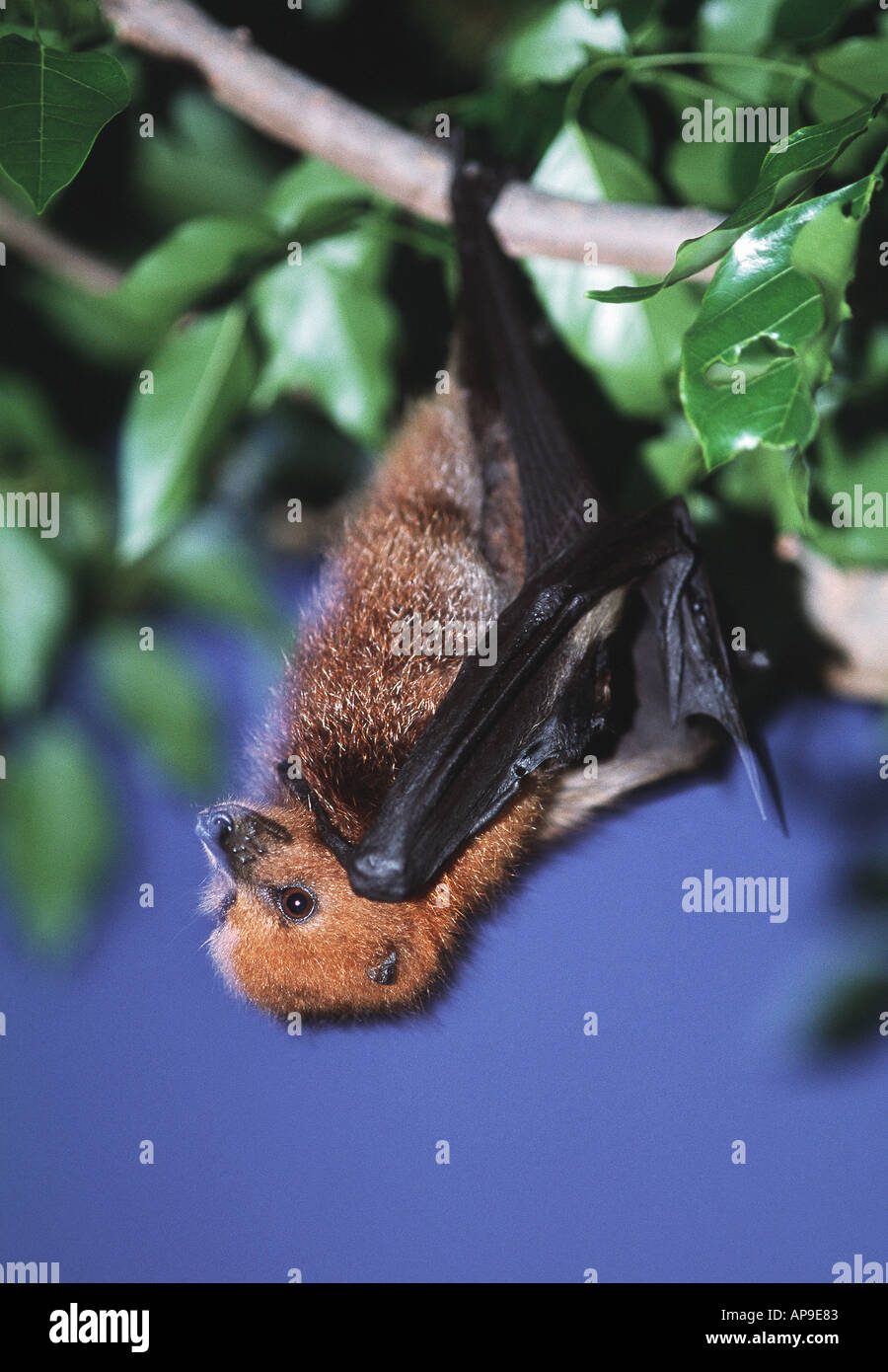 close up of fruit bat hanging on a branch Stock Photo