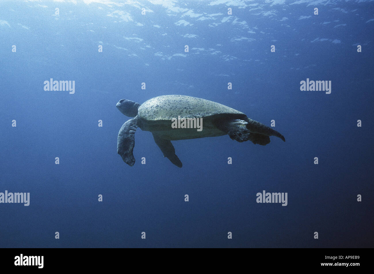 Green turtle swimming in open water Stock Photo