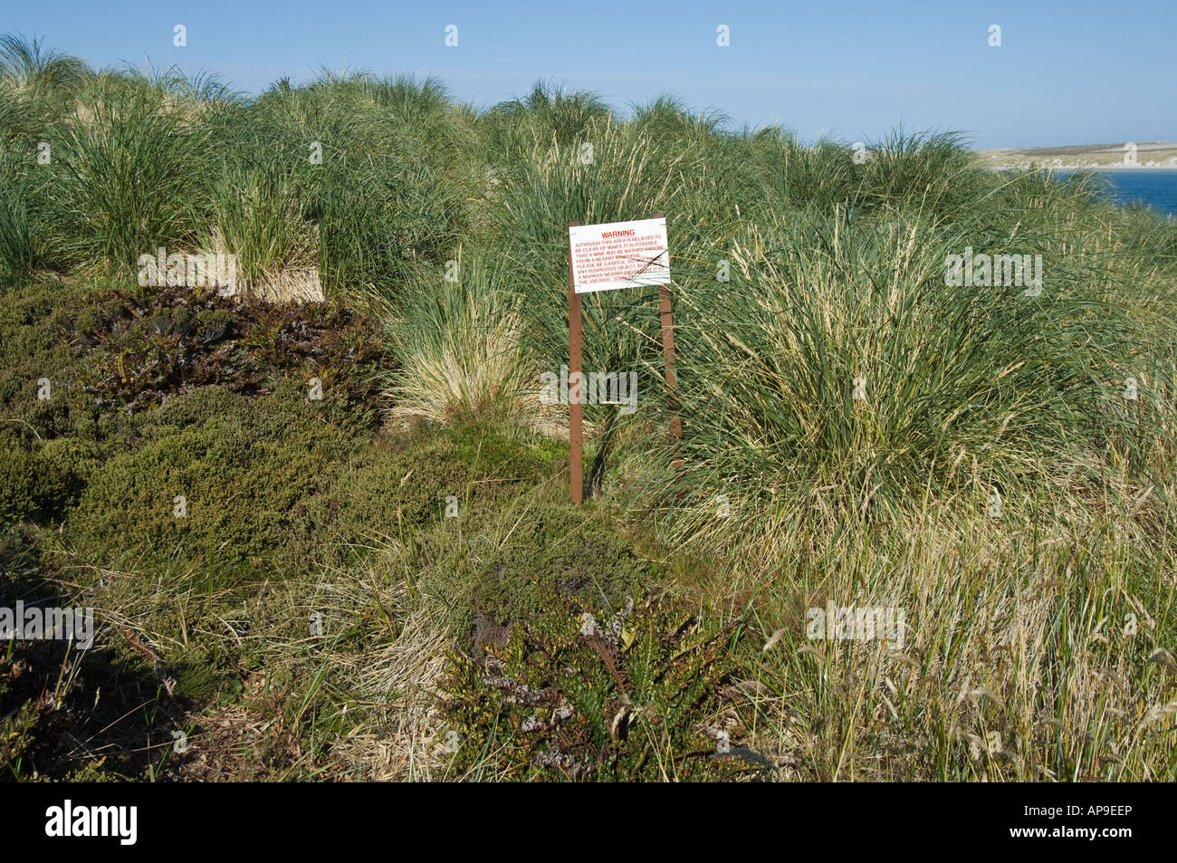 Warning Sign about possible mines washed ashore stands among vegetation dominated by Diddle dee Empetrum rubrum and Tussac Grass Stock Photo