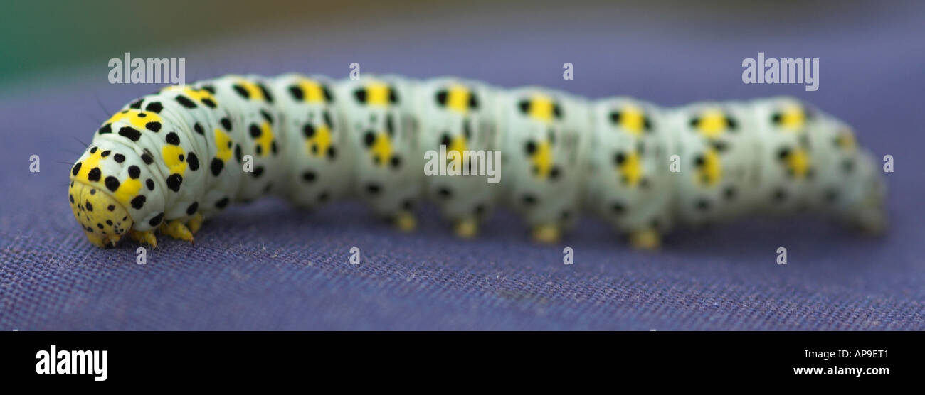 Mullein Cucullia verbasci moth caterpillar Stock Photo