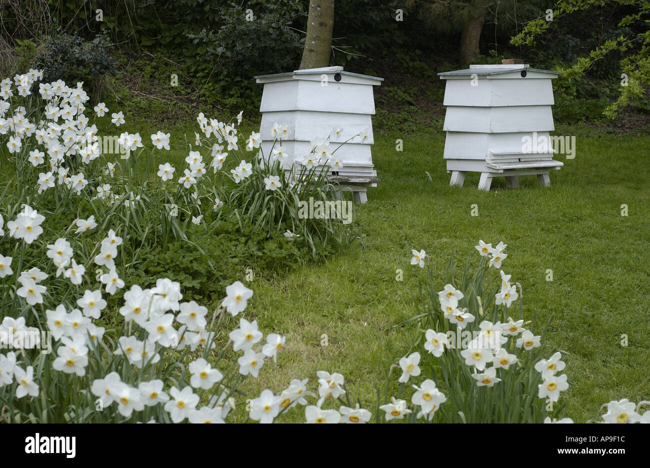 Two white WBC  bee hives next to some white daffodils at Ightham Mote Kent England Stock Photo