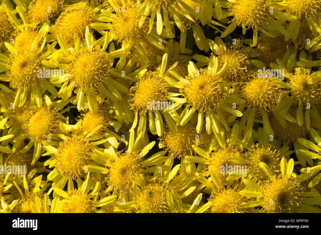 Woolly Ragwort Senecio littoralis endemic plant flowers on Carcass Island West Falkland South Atlantic Ocean December Stock Photo