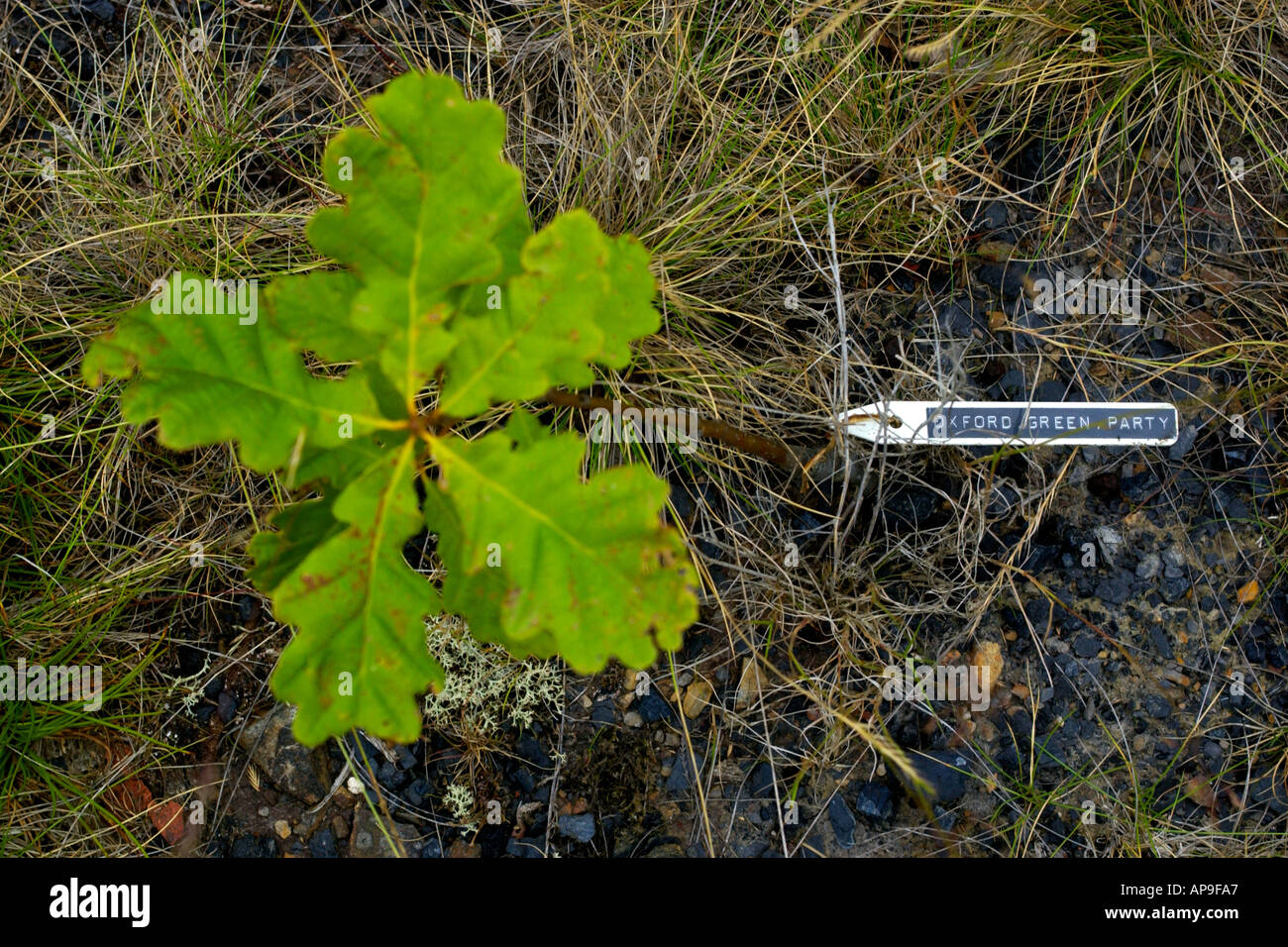 Oak tree sponsored by the Oxford Green Party on a South Wales coal waste tip Wales UK Stock Photo