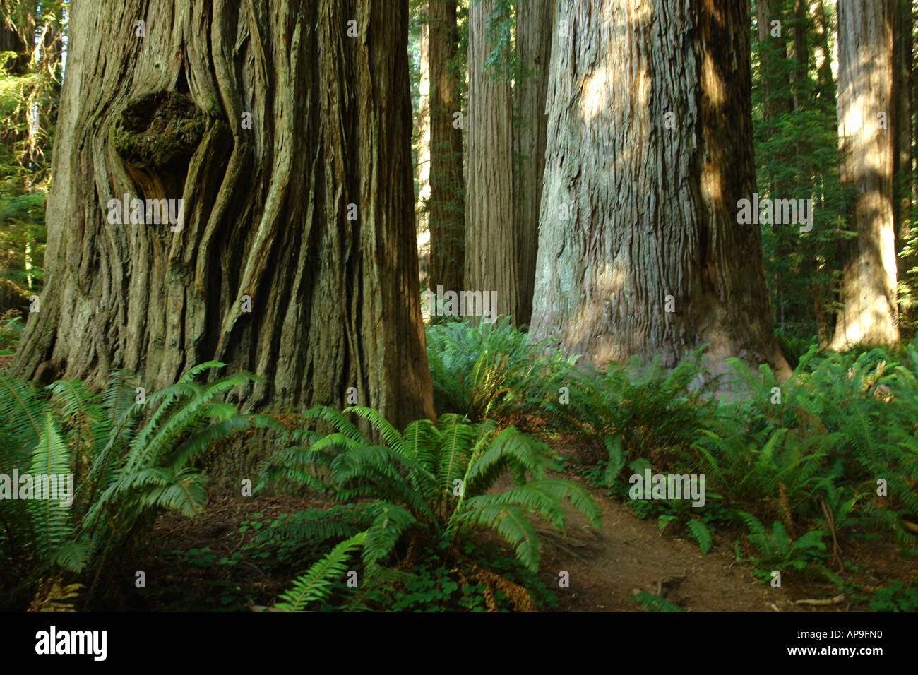 AJD51237, Jedediah Smith Redwoods State Park and Redwood National and State Parks, CA, California, Frank D. Stout Memorial Grove Stock Photo