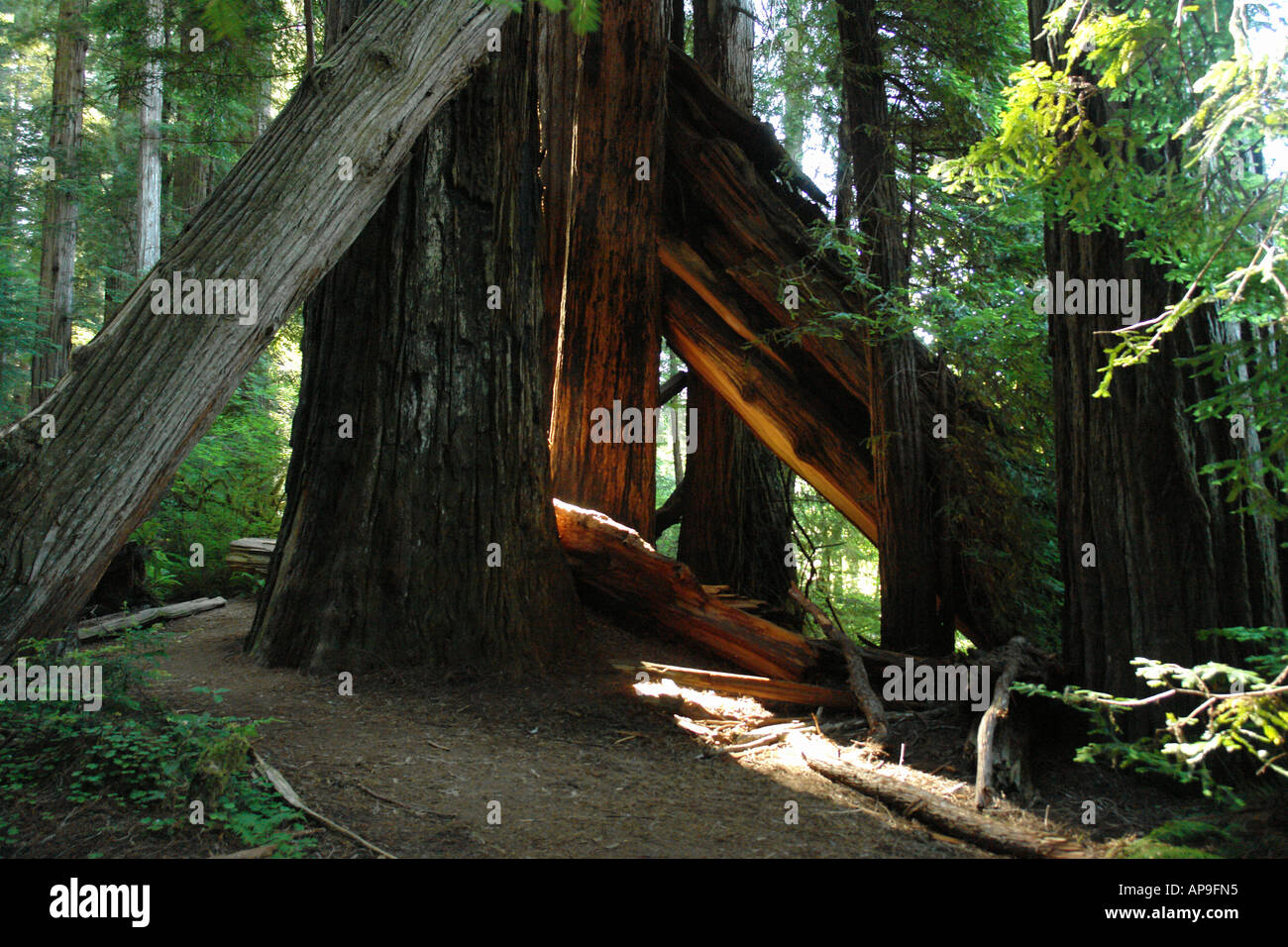 AJD51240, Jedediah Smith Redwoods State Park and Redwood National and State Parks, CA, California, Frank D. Stout Memorial Grove Stock Photo