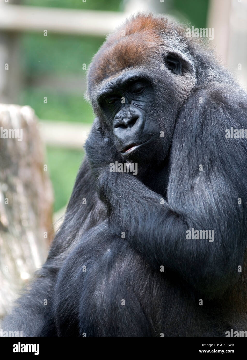 Western Lowland Gorilla (Gorilla gorilla gorilla) Stock Photo