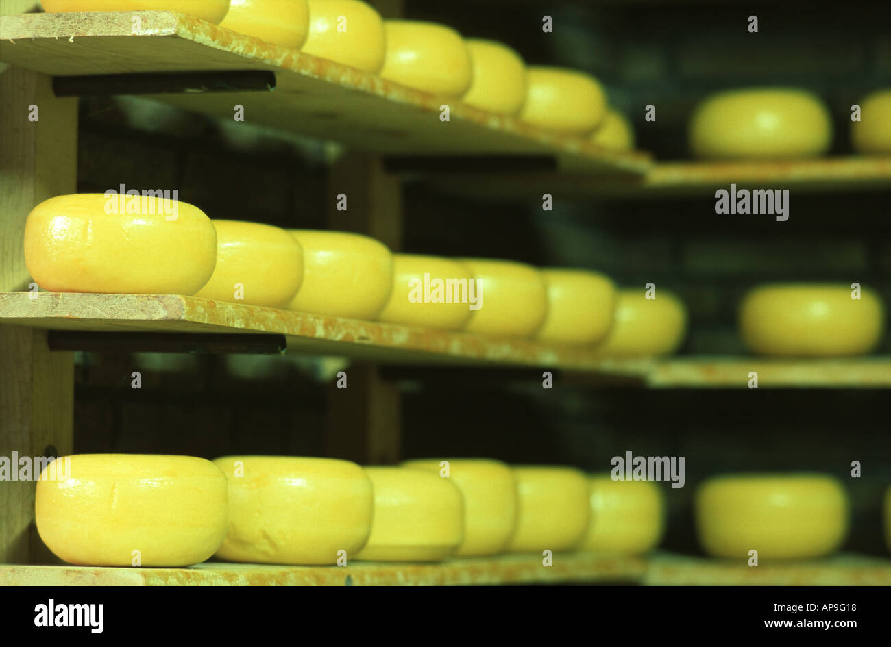 Cheese factory Volendam Holland Stock Photo Alamy