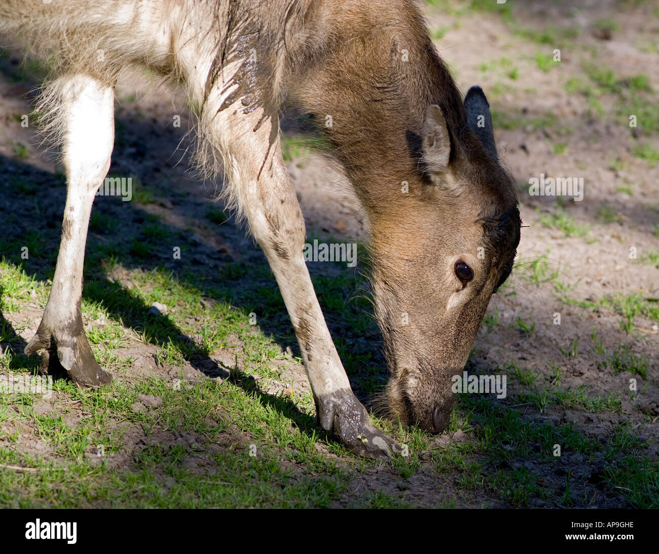 Pere David's Deer (Elaphurus davidianus Stock Photo - Alamy