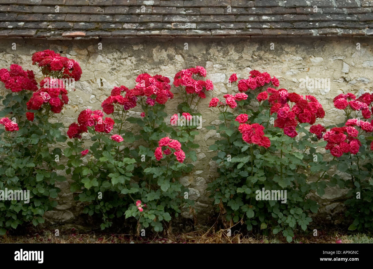 Rose Of Provins Stock Photos & Rose Of Provins Stock Images Alamy